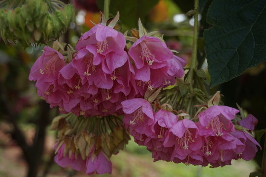巴西芙蓉