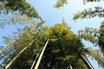 竹林 竹子 公園