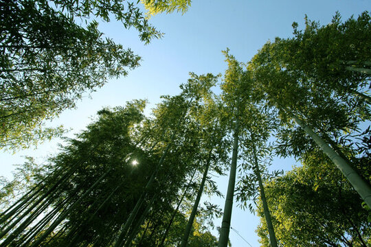 竹林 竹子 公園 植物 富足