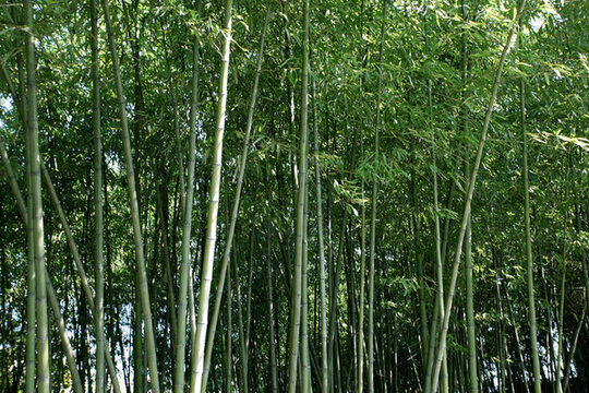竹林 竹子 公園 植物 富足