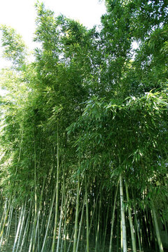 竹林 竹子 公園 植物 富足