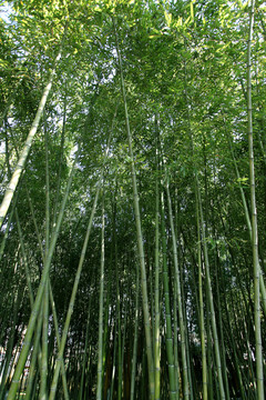 竹林 竹子 公園