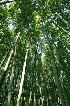 竹林 竹子 公園 植物 富足