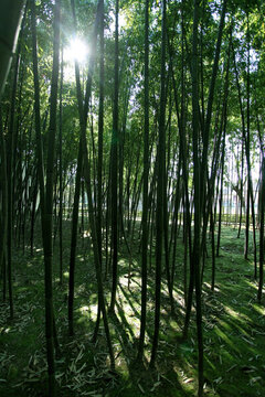 竹林 竹子