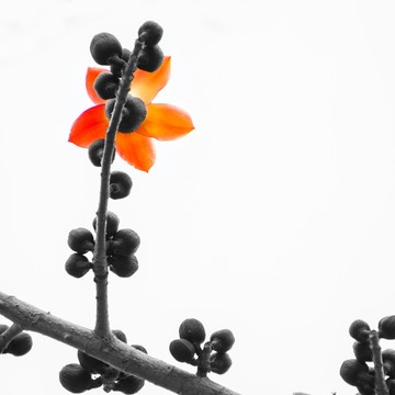 木棉花開