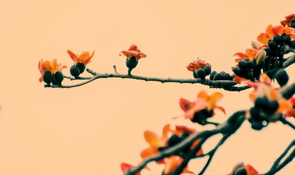 木棉花開(kāi)