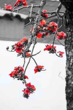 木棉花開(kāi)