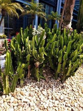 仙人掌 綠植物