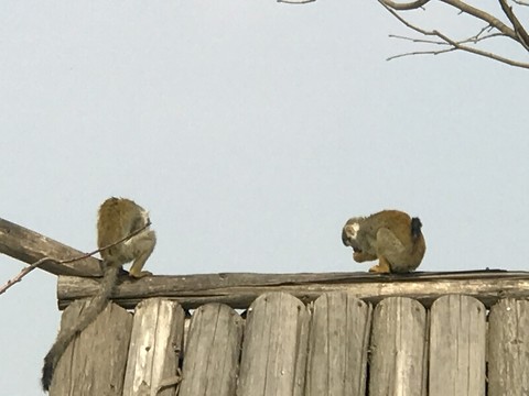 動(dòng)物園 戶外 休閑場所 春天