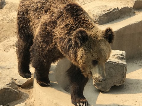 動物園 戶外 休閑場所 春天