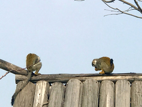 動(dòng)物園 戶外 休閑場(chǎng)所 春天