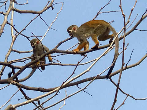 動物園 戶外 休閑場所 春天