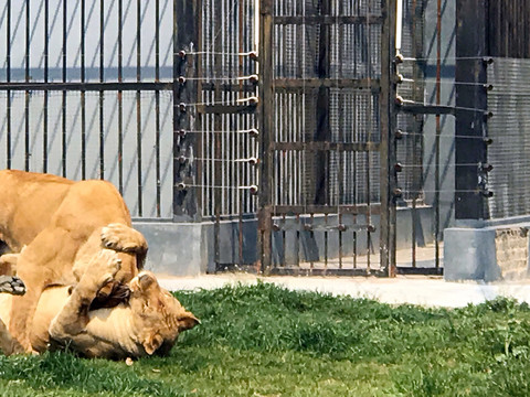 動物園 戶外 休閑場所 春天
