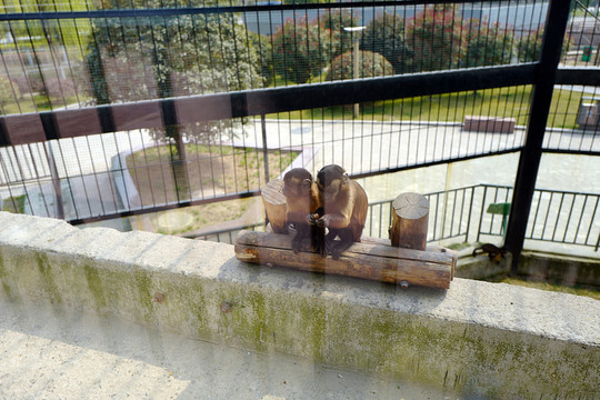 動物園 戶外 休閑場所 春天