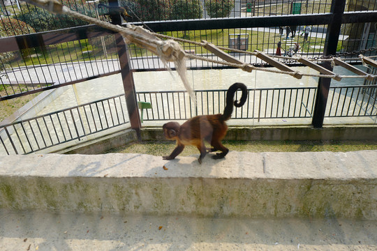 動(dòng)物園 戶外 休閑場(chǎng)所 春天