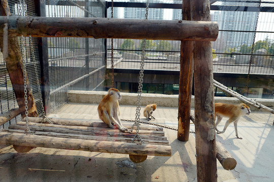動(dòng)物園 戶外 休閑場(chǎng)所 春天