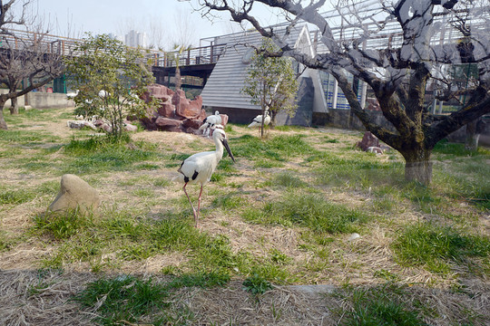 動物園 戶外 休閑場所 春天