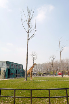 動物園 戶外 休閑場所 春天