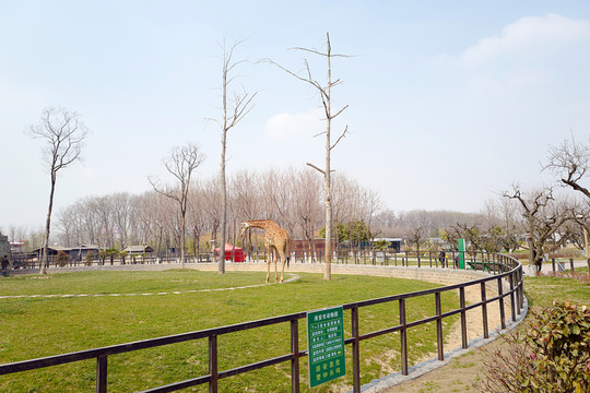 動(dòng)物園 戶外 休閑場(chǎng)所 春天