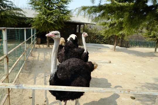動物園 戶外 休閑場所 春天