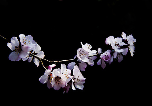 山桃花