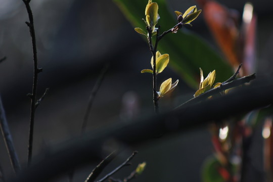 春在枝頭