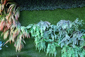 植物墻 綠葉