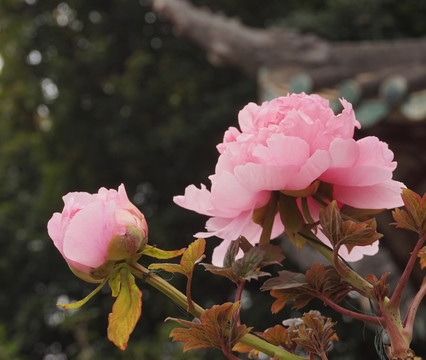 牡丹花