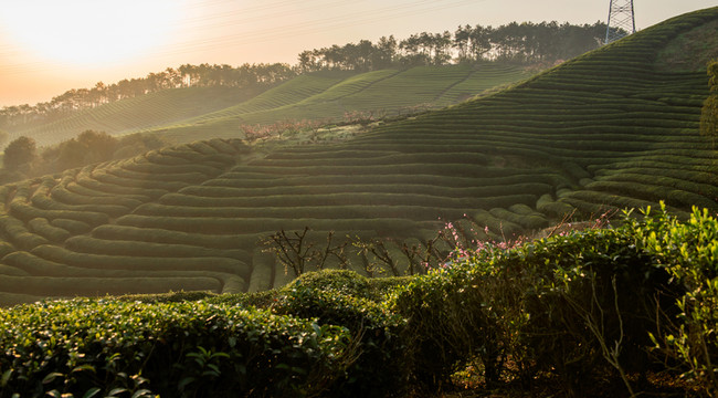 茶園風(fēng)光