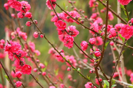 桃花