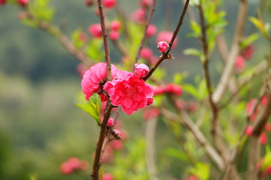 桃花