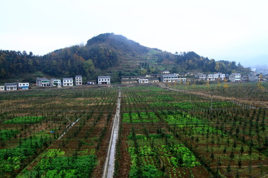 蓮花珍稀苗木基地