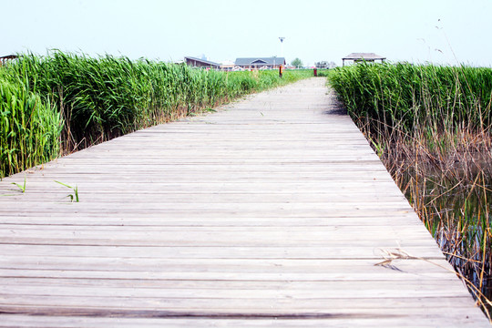 木棧道 曹妃甸 濕地 蘆葦