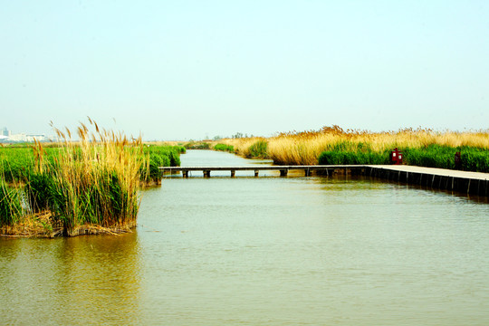 棧道木橋 沼澤濕地 曹妃甸