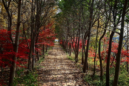 林蔭小路