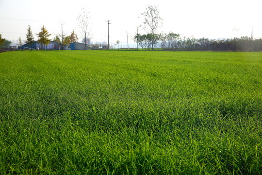 小麥地