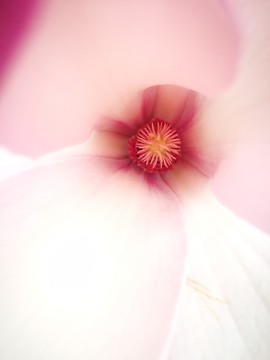 玉蘭花