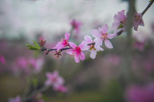 桃花