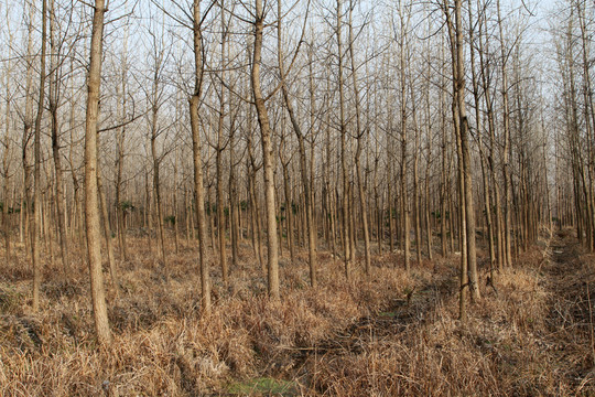 冬天 樹林 濕地公園