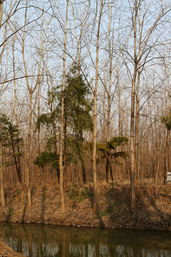冬天的樹林 濕地公園