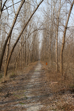 冬天 樹林 濕地公園
