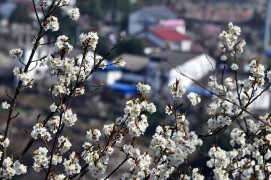 櫻花