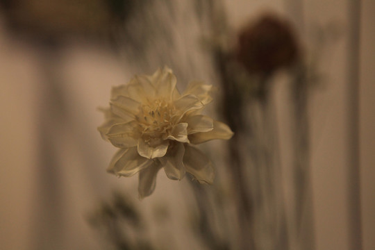 干花瓣