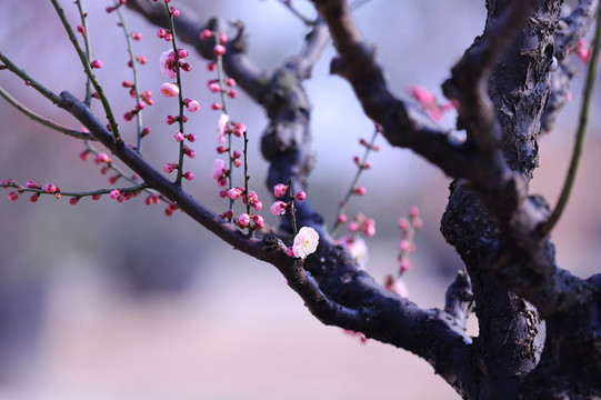 梅花