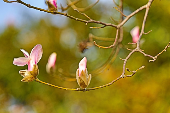 玉蘭花