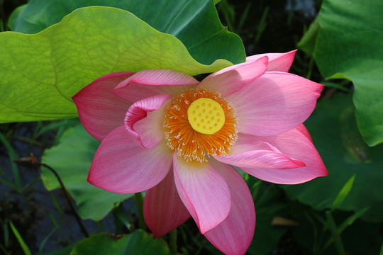 荷花
