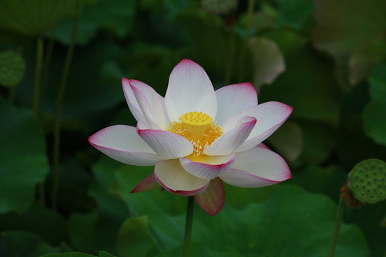 荷花