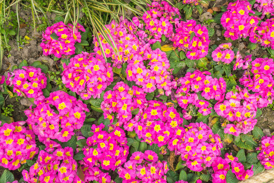 鮮花遍野