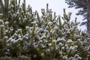 北方的春雪