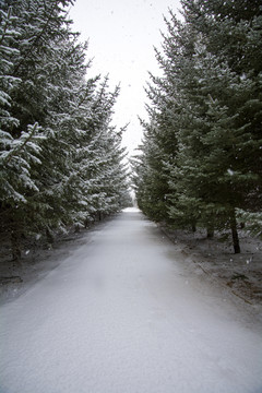北方的春雪